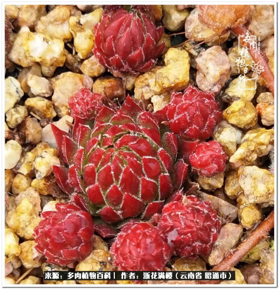 白眉多肉的品種_多肉植物白眉_多肉白眉好養(yǎng)嗎