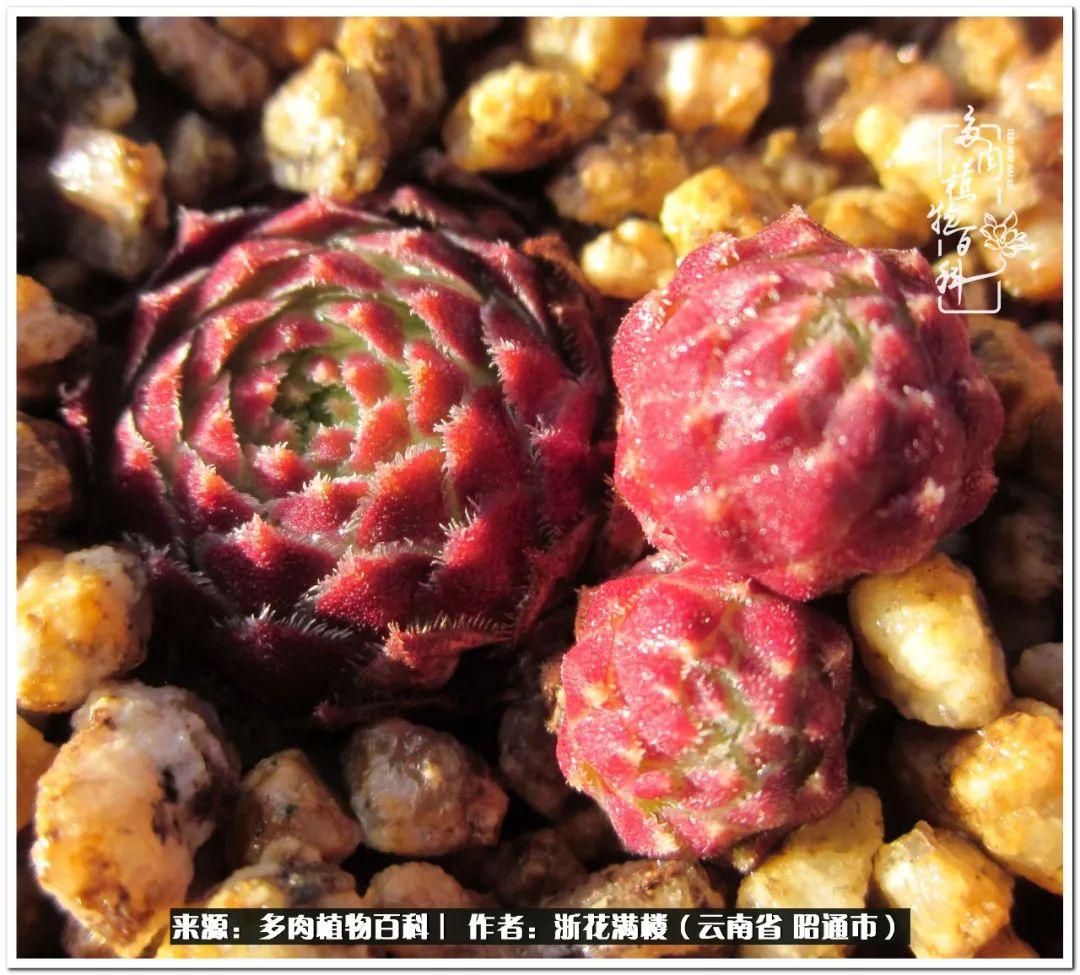 多肉白眉好養(yǎng)嗎_白眉多肉的品種_多肉植物白眉