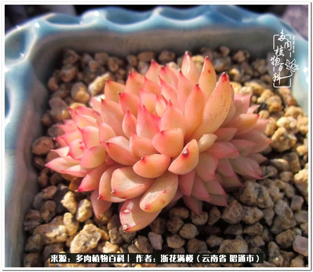 白眉多肉的品種_多肉植物白眉_多肉白眉好養(yǎng)嗎