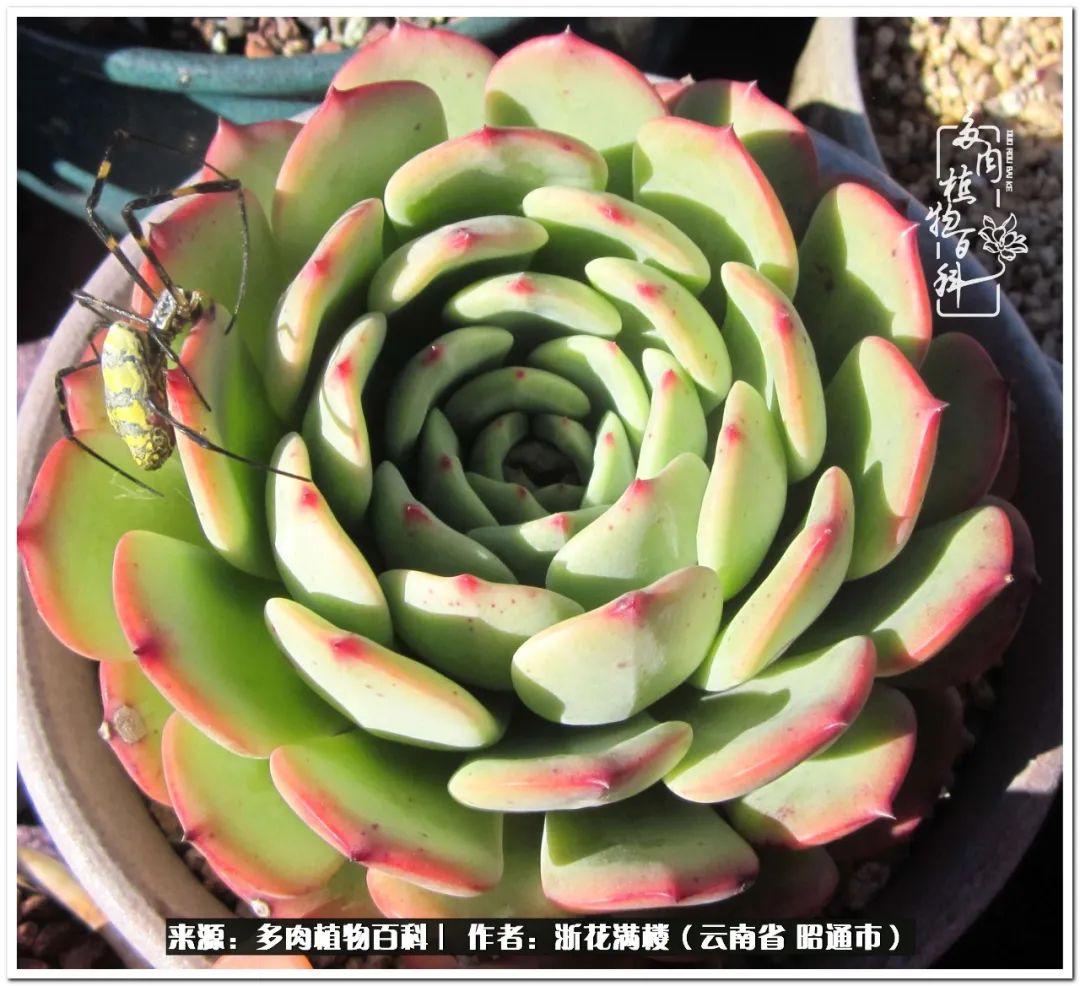 白眉多肉的品種_多肉白眉好養(yǎng)嗎_多肉植物白眉