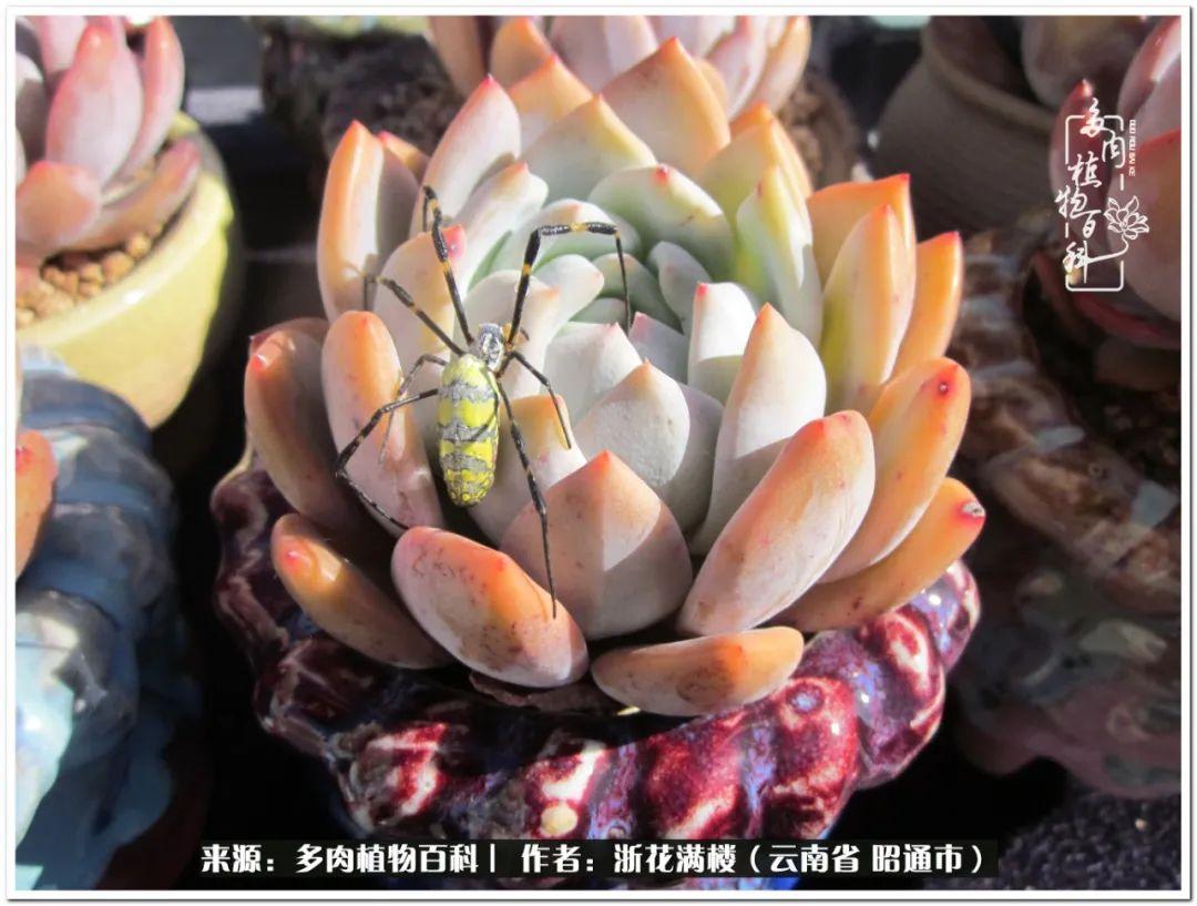 多肉植物白眉_多肉白眉好養(yǎng)嗎_白眉多肉的品種