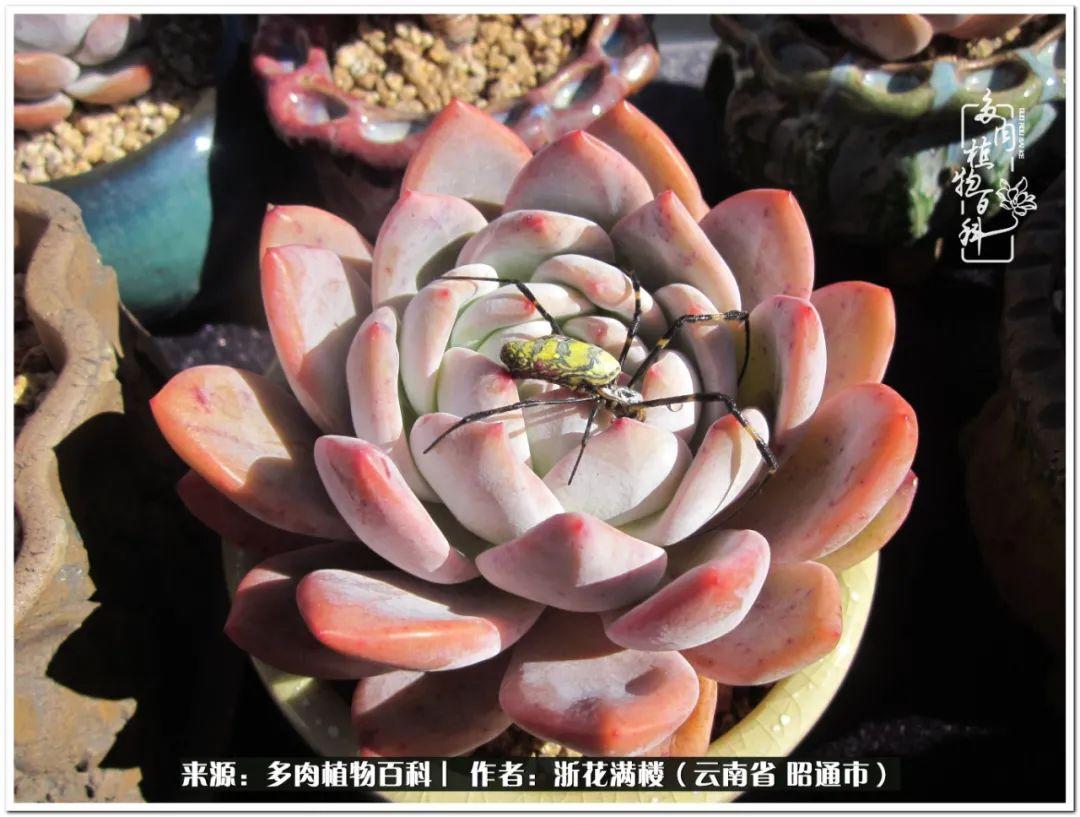 白眉多肉的品種_多肉白眉好養(yǎng)嗎_多肉植物白眉