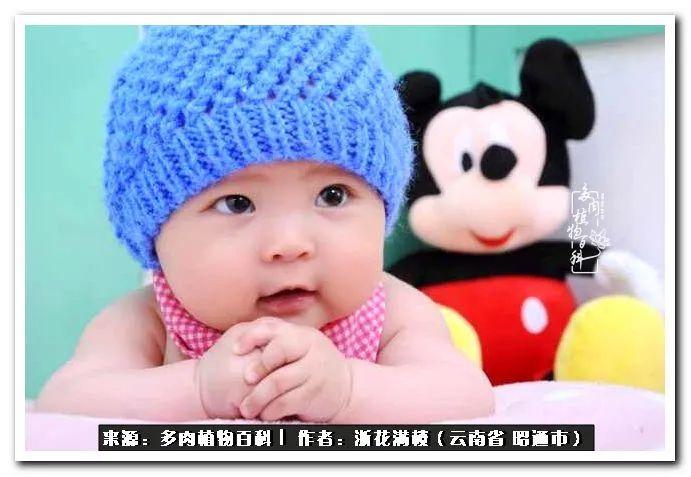 多肉白眉好養(yǎng)嗎_白眉多肉的品種_多肉植物白眉