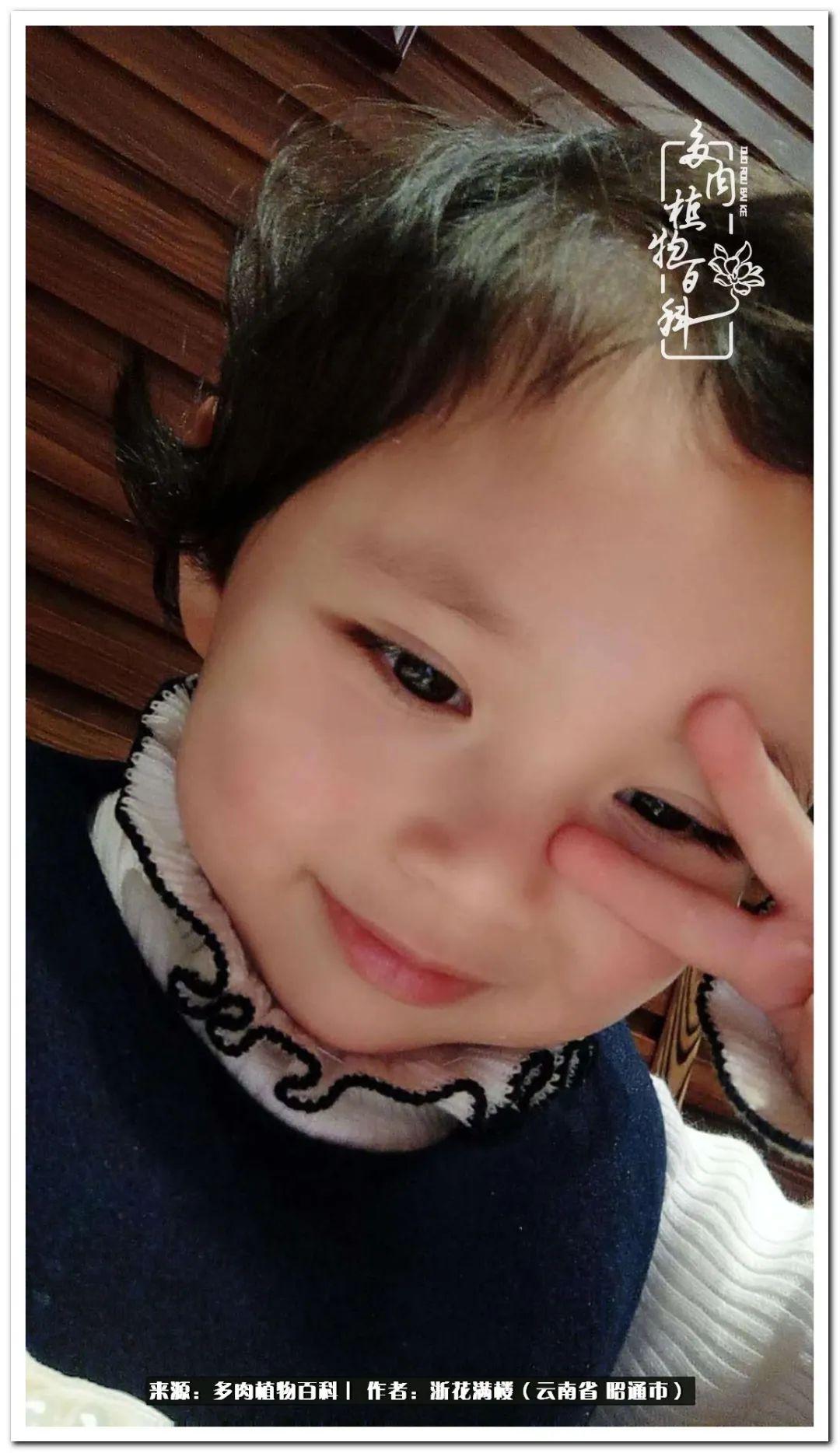 多肉植物白眉_多肉白眉好養(yǎng)嗎_白眉多肉的品種