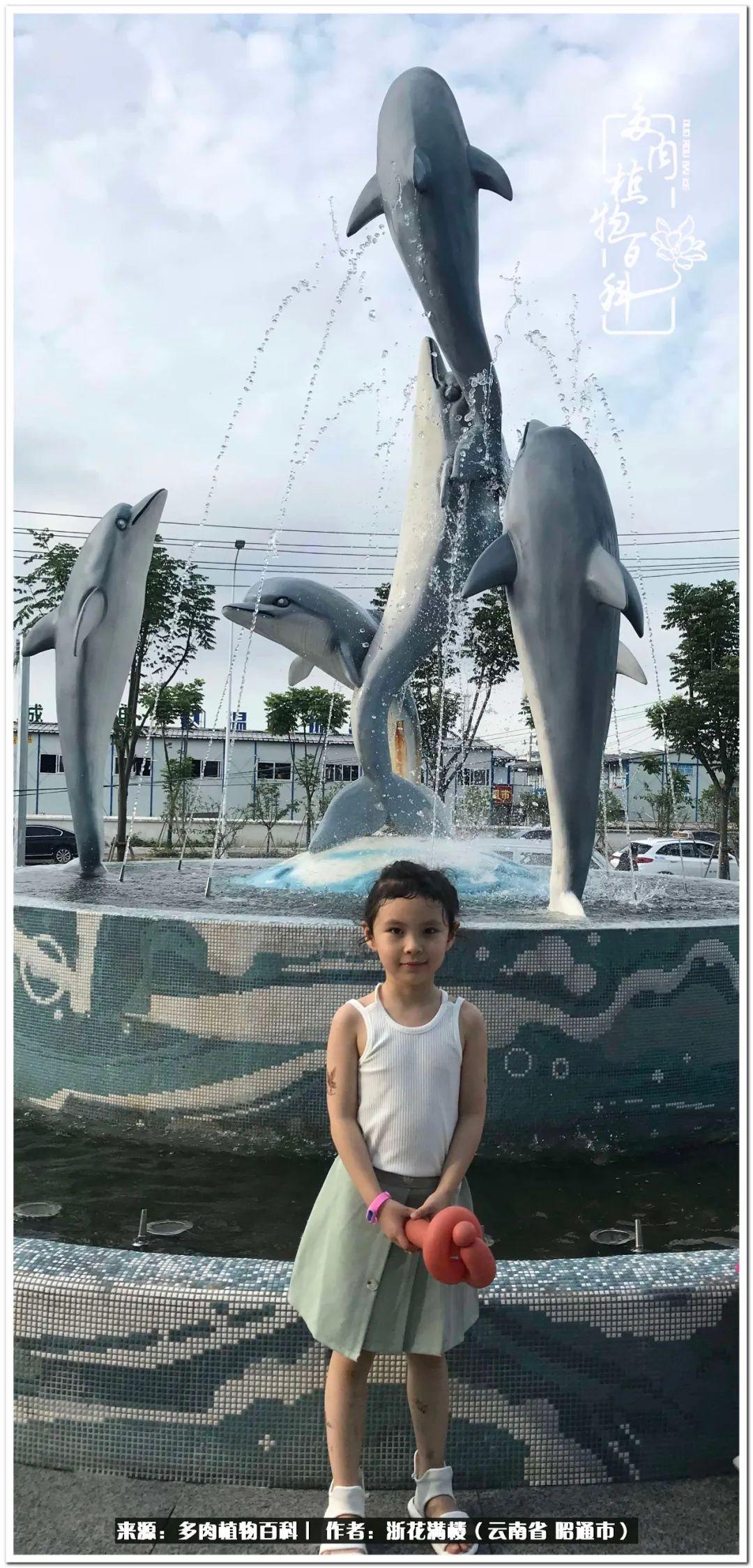 多肉白眉好養(yǎng)嗎_多肉植物白眉_白眉多肉的品種