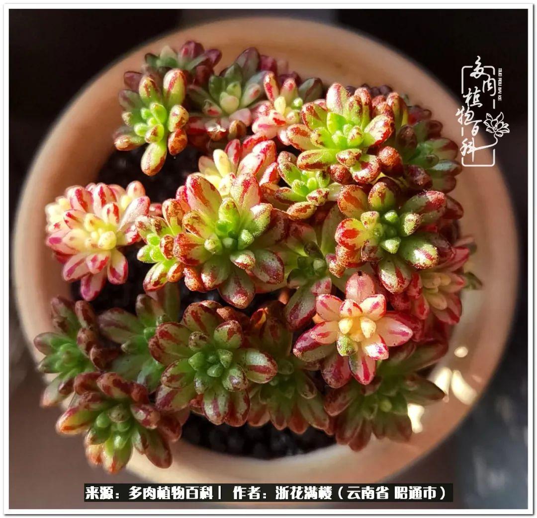 多肉白眉好養(yǎng)嗎_白眉多肉的品種_多肉植物白眉