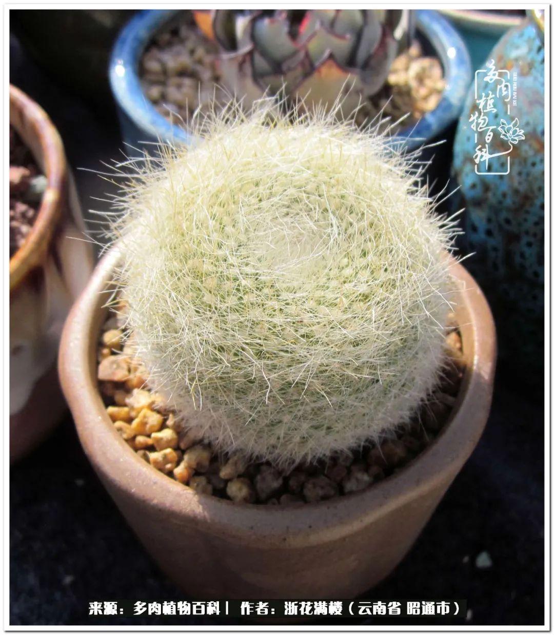 多肉白眉好養(yǎng)嗎_多肉植物白眉_白眉多肉的品種