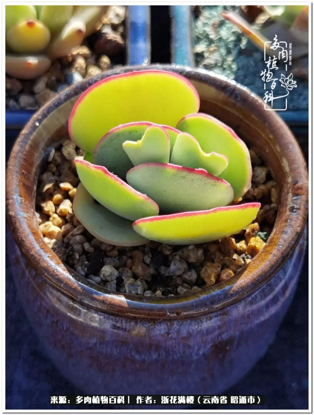 白眉多肉的品種_多肉植物白眉_多肉白眉好養(yǎng)嗎