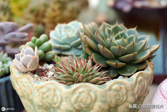 八爪魷魚多肉_八爪多肉的樣子_八爪魚多肉