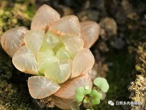 多肉適合室內(nèi)養(yǎng)殖_適合室內(nèi)養(yǎng)的多肉_室內(nèi)養(yǎng)多肉適合什么花