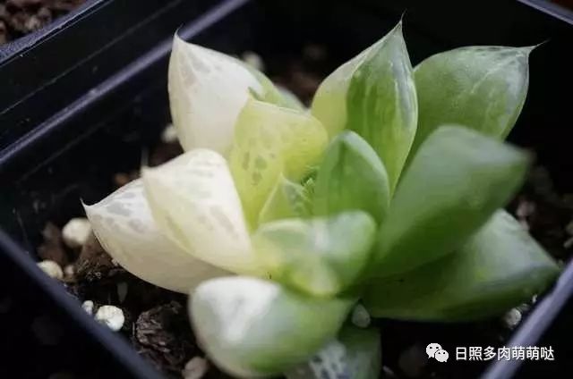 室內(nèi)養(yǎng)多肉適合什么花_多肉適合室內(nèi)養(yǎng)殖_適合室內(nèi)養(yǎng)的多肉