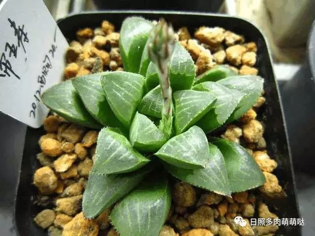 多肉適合室內(nèi)養(yǎng)殖_適合室內(nèi)養(yǎng)的多肉_室內(nèi)養(yǎng)多肉適合什么花