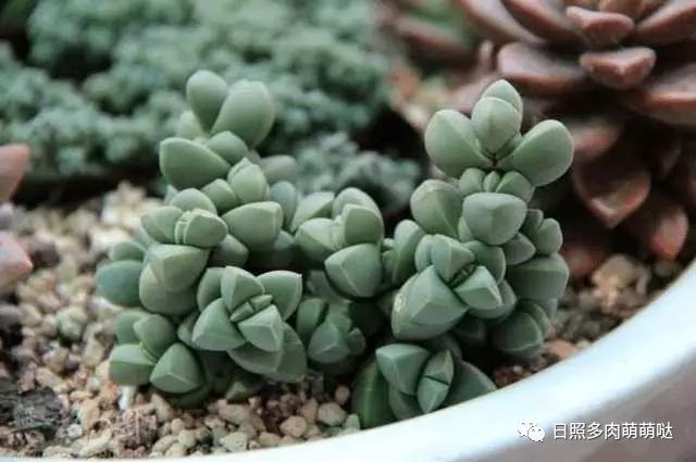 室內(nèi)養(yǎng)多肉適合什么花_多肉適合室內(nèi)養(yǎng)殖_適合室內(nèi)養(yǎng)的多肉