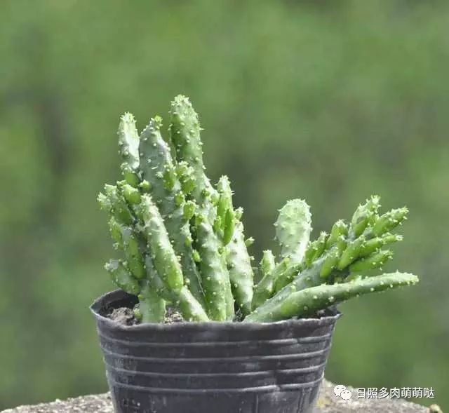 多肉適合室內(nèi)養(yǎng)殖_適合室內(nèi)養(yǎng)的多肉_室內(nèi)養(yǎng)多肉適合什么花