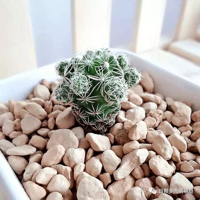 室內(nèi)養(yǎng)多肉適合什么花_多肉適合室內(nèi)養(yǎng)殖_適合室內(nèi)養(yǎng)的多肉