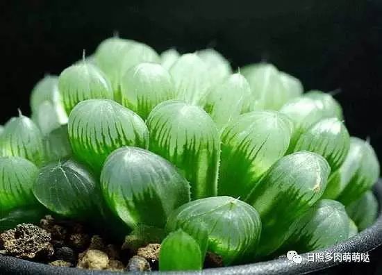 適合室內(nèi)養(yǎng)的多肉_多肉適合室內(nèi)養(yǎng)殖_室內(nèi)養(yǎng)多肉適合什么花