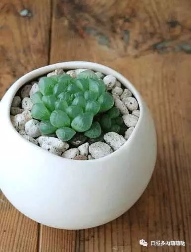室內(nèi)養(yǎng)多肉適合什么花_多肉適合室內(nèi)養(yǎng)殖_適合室內(nèi)養(yǎng)的多肉