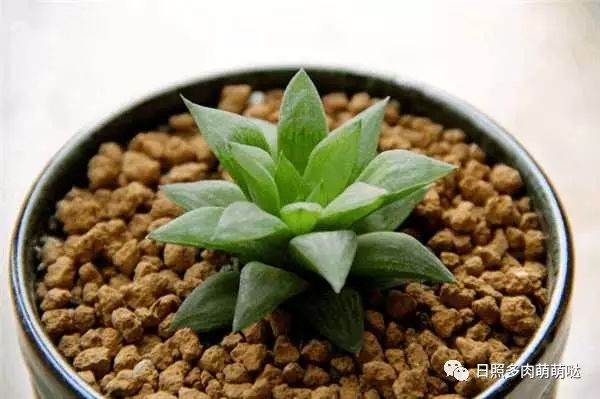 室內(nèi)養(yǎng)多肉適合什么花_多肉適合室內(nèi)養(yǎng)殖_適合室內(nèi)養(yǎng)的多肉