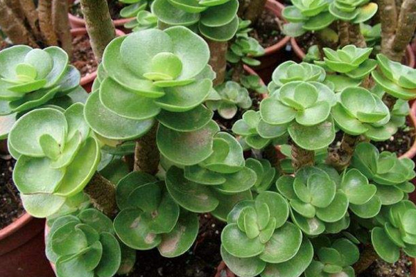 旺財多肉植物風(fēng)水_旺財?shù)亩嗳鈅適合家里養(yǎng)的旺財多肉植物