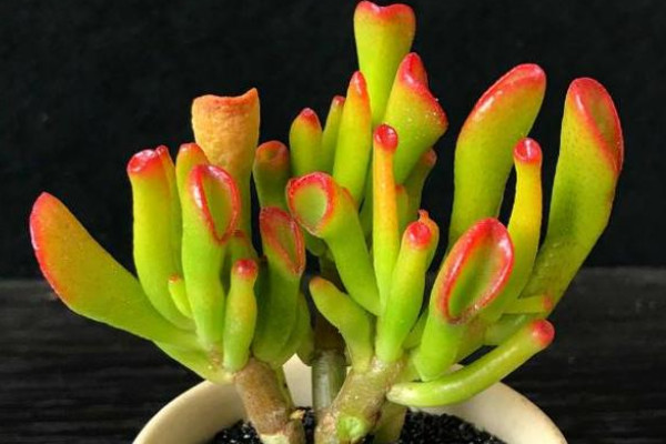 旺財?shù)亩嗳鈅適合家里養(yǎng)的旺財多肉植物_旺財多肉植物風(fēng)水