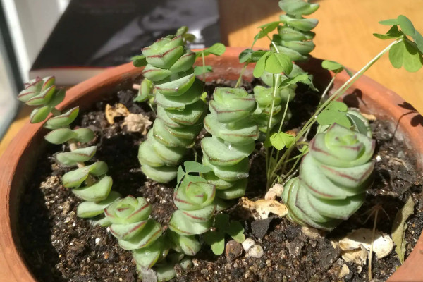 旺財?shù)亩嗳鈅適合家里養(yǎng)的旺財多肉植物_旺財多肉植物風(fēng)水