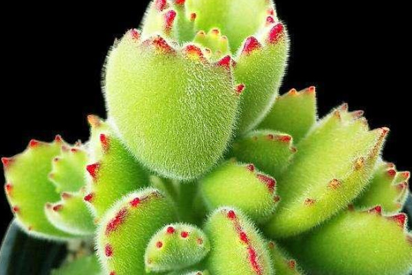 旺財?shù)亩嗳鈅適合家里養(yǎng)的旺財多肉植物_旺財多肉植物風(fēng)水