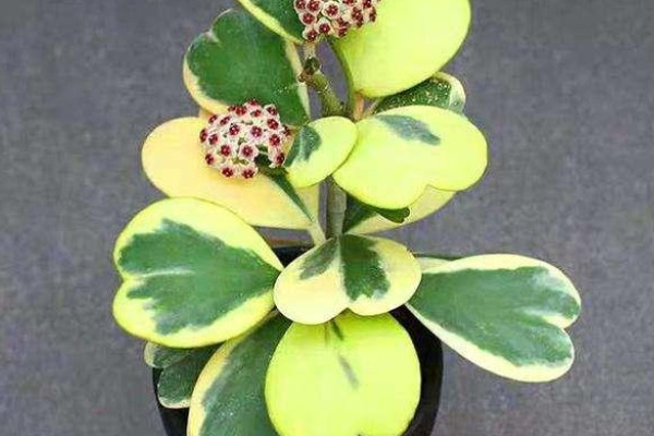 旺財?shù)亩嗳鈅旺財多肉植物風(fēng)水_適合家里養(yǎng)的旺財多肉植物