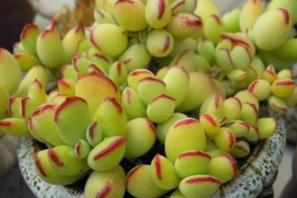 適合家里養(yǎng)的旺財多肉植物_旺財?shù)亩嗳鈅旺財多肉植物風(fēng)水