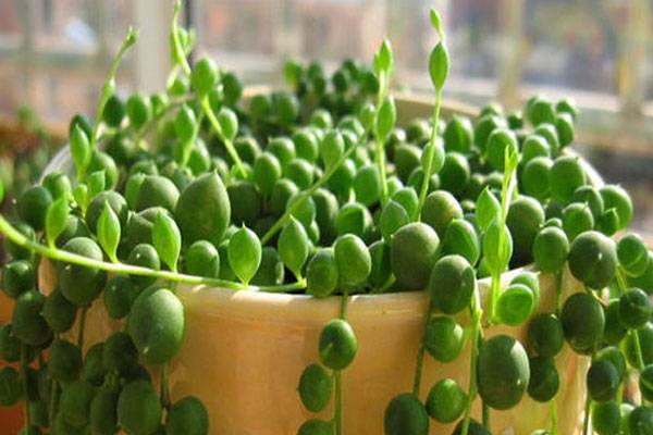 旺財多肉植物風(fēng)水_旺財?shù)亩嗳鈅適合家里養(yǎng)的旺財多肉植物