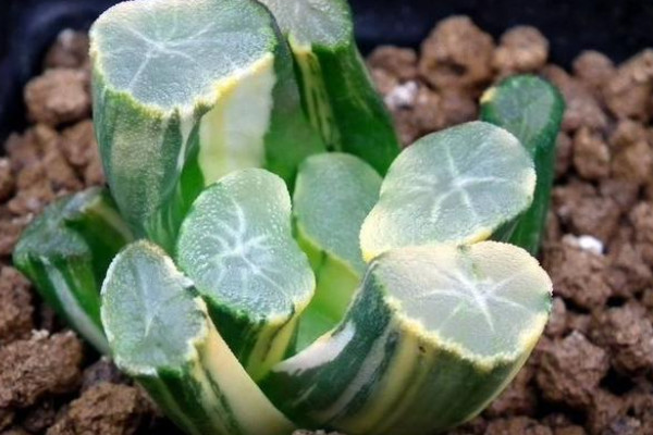 旺財多肉植物風(fēng)水_適合家里養(yǎng)的旺財多肉植物_旺財?shù)亩嗳?/></p>
<p>萬象的寓意為萬象更新，它在多肉植物中屬于名貴品種，株型奇特，有著透明的窗，葉片玲瓏剔透，受到廣大花友的青睞。</p>
<p>10、紅絲玉露</p>
<p><img src=