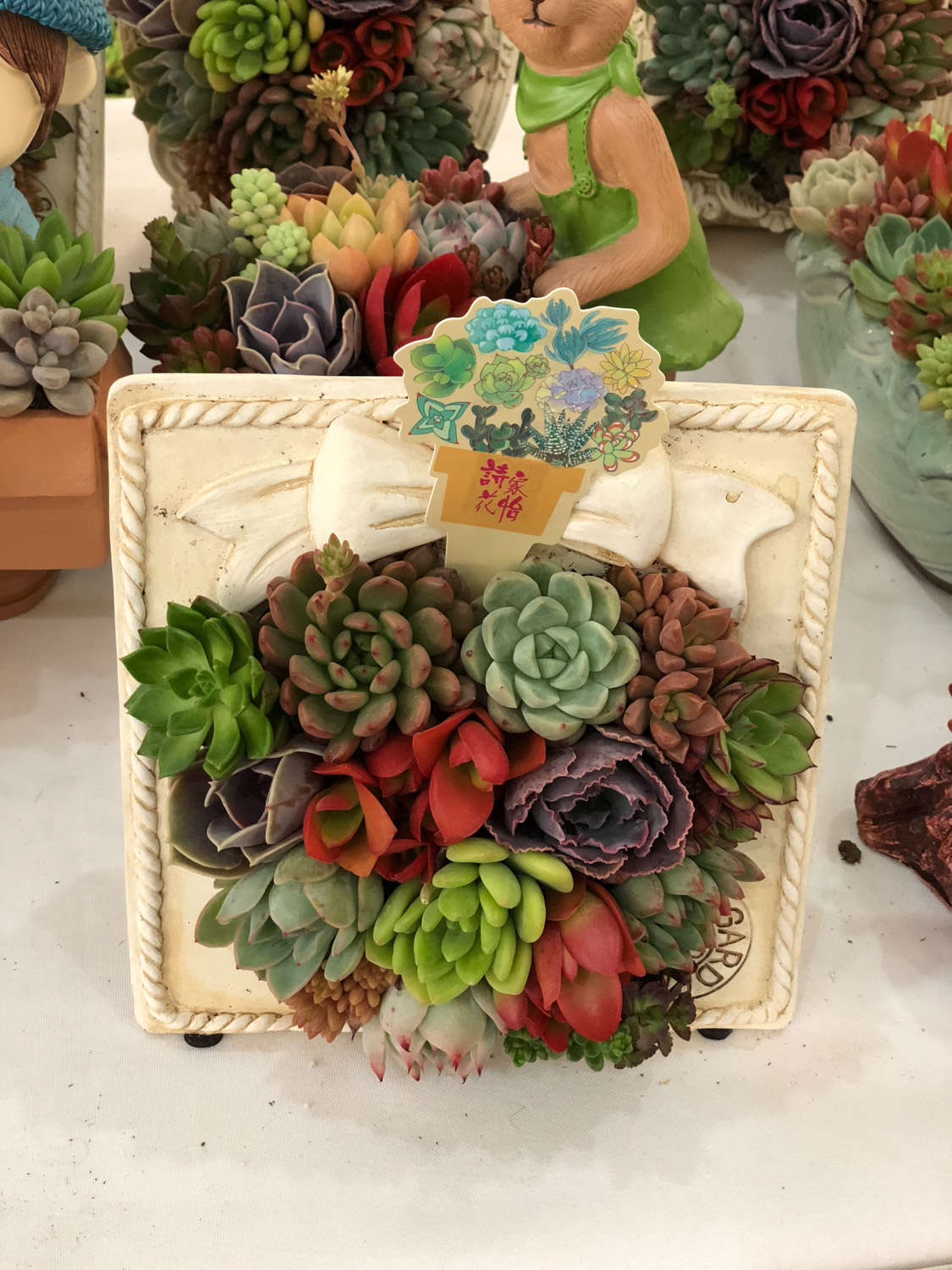 多肉植物怎么種_栽種多肉植物_種多肉植物有什么用