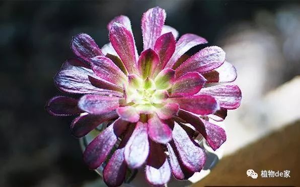 室內(nèi)養(yǎng)植物多肉適合什么花盆_室內(nèi)養(yǎng)植物多肉適合什么土壤_適合室內(nèi)養(yǎng)的多肉植物