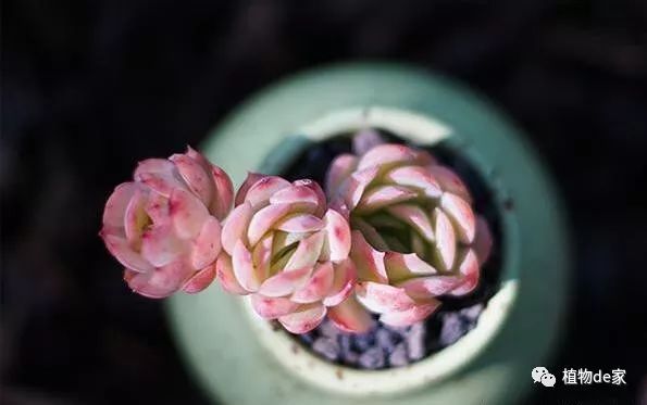 室內(nèi)養(yǎng)植物多肉適合什么土壤_適合室內(nèi)養(yǎng)的多肉植物_室內(nèi)養(yǎng)植物多肉適合什么花盆
