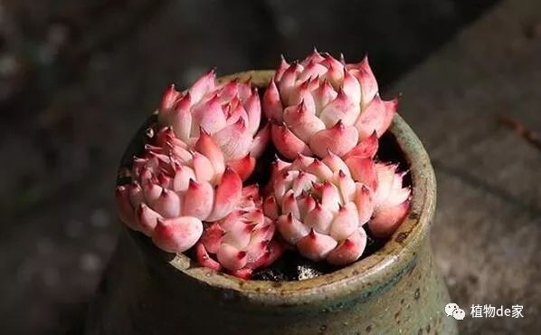 適合室內(nèi)養(yǎng)的多肉植物_室內(nèi)養(yǎng)植物多肉適合什么土壤_室內(nèi)養(yǎng)植物多肉適合什么花盆