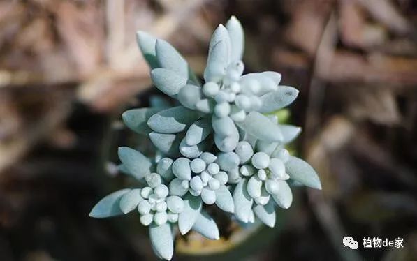 室內(nèi)養(yǎng)植物多肉適合什么土壤_適合室內(nèi)養(yǎng)的多肉植物_室內(nèi)養(yǎng)植物多肉適合什么花盆