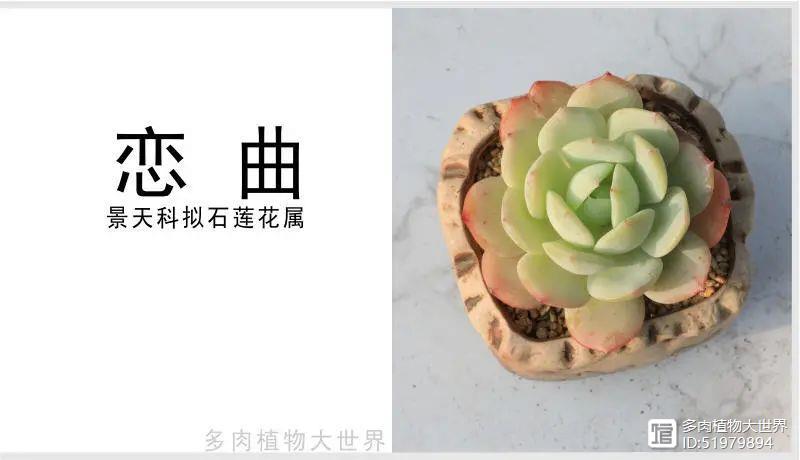 多肉植物又叫什么_多肉植物又名_多肉俗稱