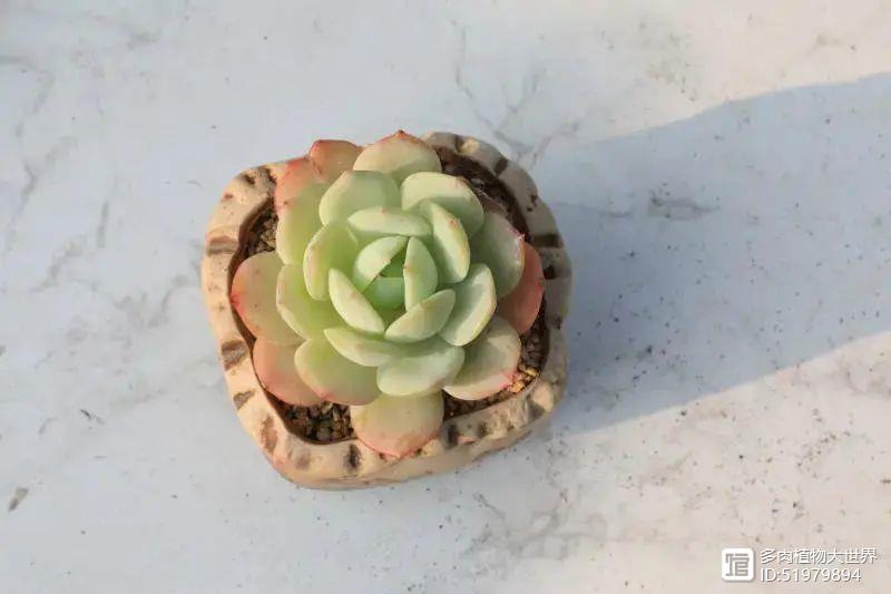 多肉植物又名_多肉植物又叫什么_多肉俗稱