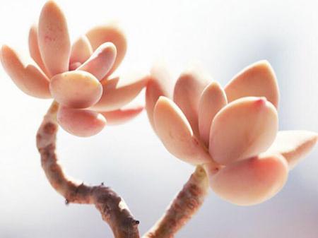 養(yǎng)多肉花有什么好處_養(yǎng)多肉花的好處_好處養(yǎng)多肉花有哪些
