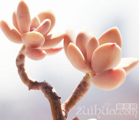 養(yǎng)多肉花的好處_養(yǎng)多肉花有什么好處_好處養(yǎng)多肉花有哪些