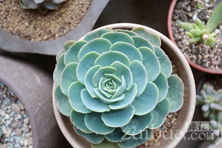好處養(yǎng)多肉花有哪些_養(yǎng)多肉花有什么好處_養(yǎng)多肉花的好處