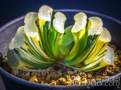 養(yǎng)多肉花的好處_好處養(yǎng)多肉花有哪些_養(yǎng)多肉花有什么好處