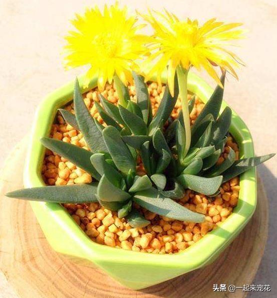 多肉開花有花粉嗎_多肉開花授粉_開粉花的多肉