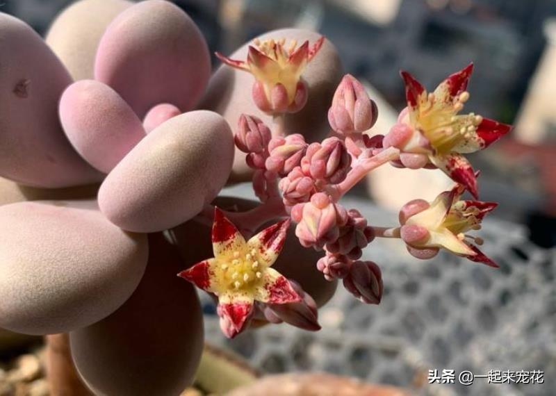 多肉開花授粉_多肉開花有花粉嗎_開粉花的多肉
