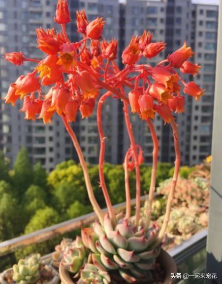 開粉花的多肉_多肉開花有花粉嗎_多肉開花授粉