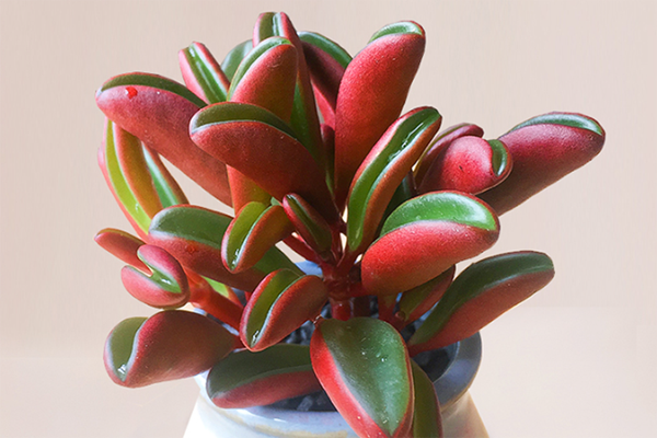 室內(nèi)適養(yǎng)多肉適合什么花_室內(nèi)適養(yǎng)多肉適合什么花盆_多肉適不適合在室內(nèi)養(yǎng)