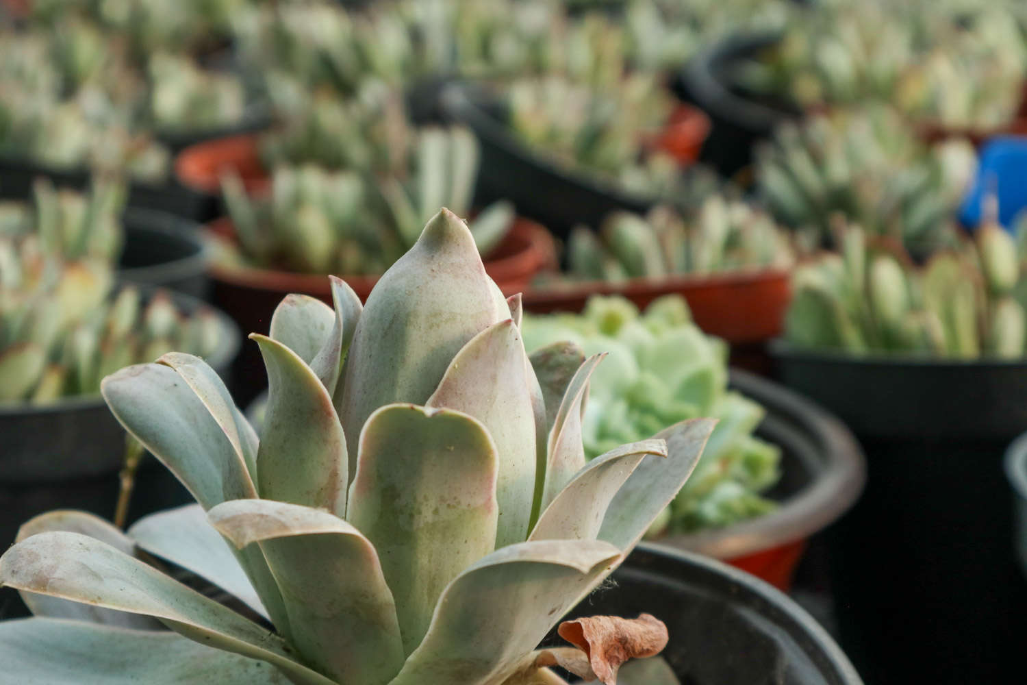 多肉植物有什么用?_植物多肉用有機肥料_多肉植物用什么植料