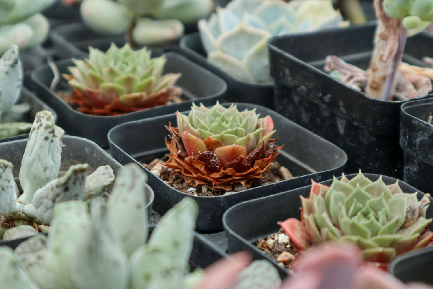 多肉植物用什么植料_植物多肉用有機肥料_多肉植物有什么用?