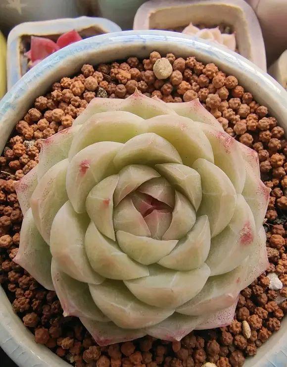 養(yǎng)多肉好還是養(yǎng)花好_花卉養(yǎng)多肉好養(yǎng)嗎_好養(yǎng)花卉多肉