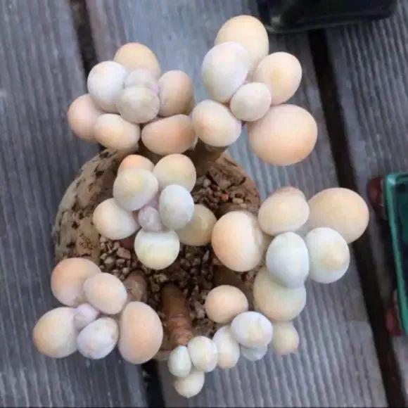 好養(yǎng)花卉多肉_花卉養(yǎng)多肉好養(yǎng)嗎_養(yǎng)多肉好還是養(yǎng)花好