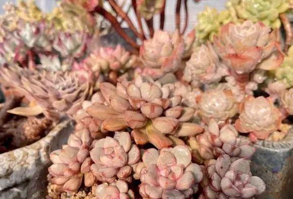 養(yǎng)多肉好還是養(yǎng)花好_好養(yǎng)花卉多肉_花卉養(yǎng)多肉好養(yǎng)嗎